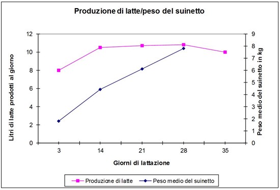 Grafico 1: Rapporto fra la produzione totale giornaliera di latte ed accrescimento del singolo suinetto in una covata con 10 suinetti durante la lattazione (in Klopfenstein C. et al., 1999 modificato)