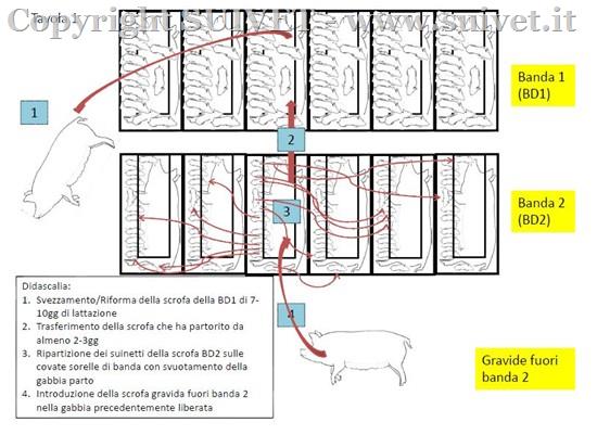 Pig flow: ciclo di spostamento delle scrofe e dei suinetti
