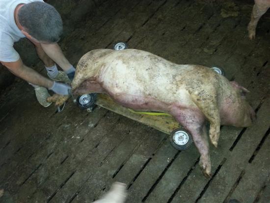pannello sposta morti