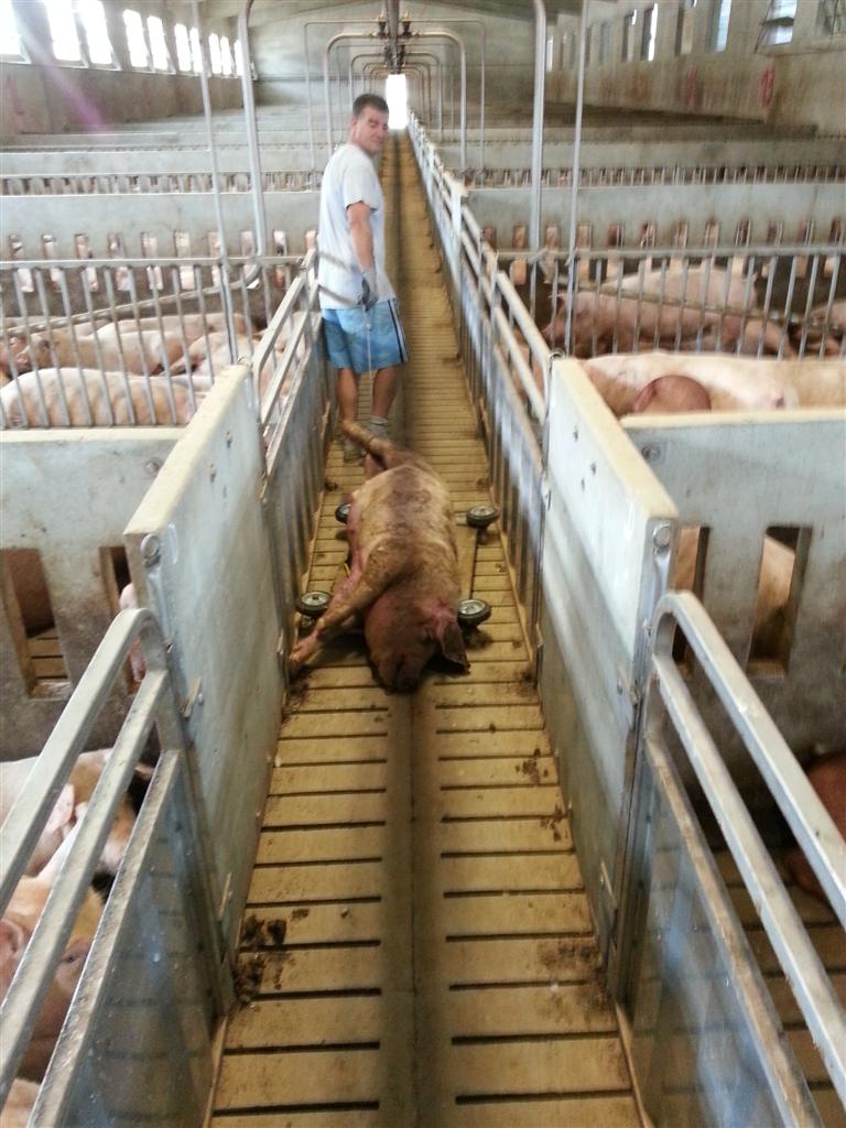 pannello sposta morti