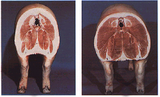 Differenza di muscolarità\grasso di copertura fra due genetiche