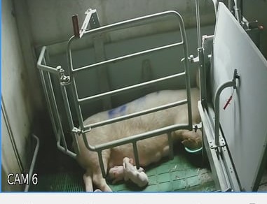 Foto 2: Scrofa in posizione scomoda e spazio non sufficiente