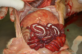 FOTO 3: Suinetto di 2 giorni d’età. Quadri anatomopatologici compatibili con degenerazione epatica ed enterite emorragica con prevalente localizzazione al piccolo intestino. Foto IZSLER. 
