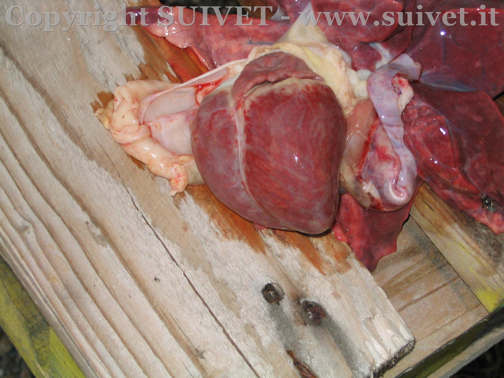 Foto 1: cavità cardiaca in suino affetto da MHD
