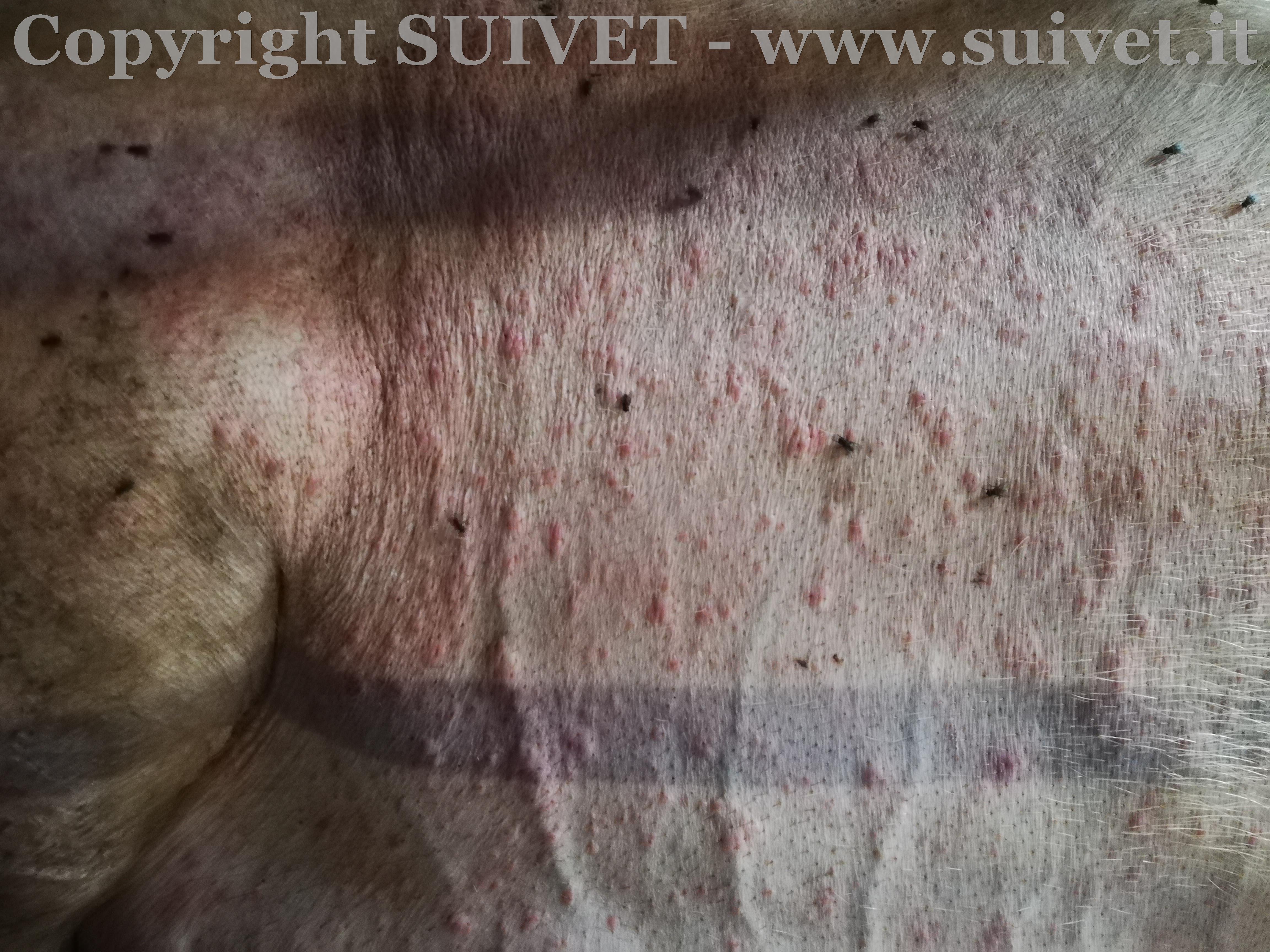 Foto 3: dettaglio delle lesioni cutanee con presenza visibile di mosche sull’animale
