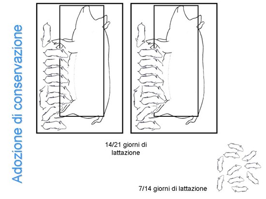 Adozione di conservazione