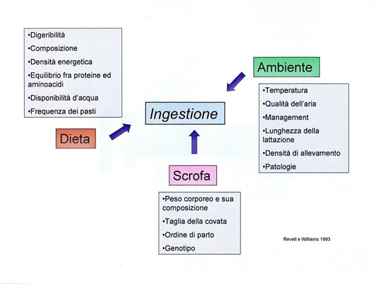 Tavola 1-Fattori che influenzano l'ingesione