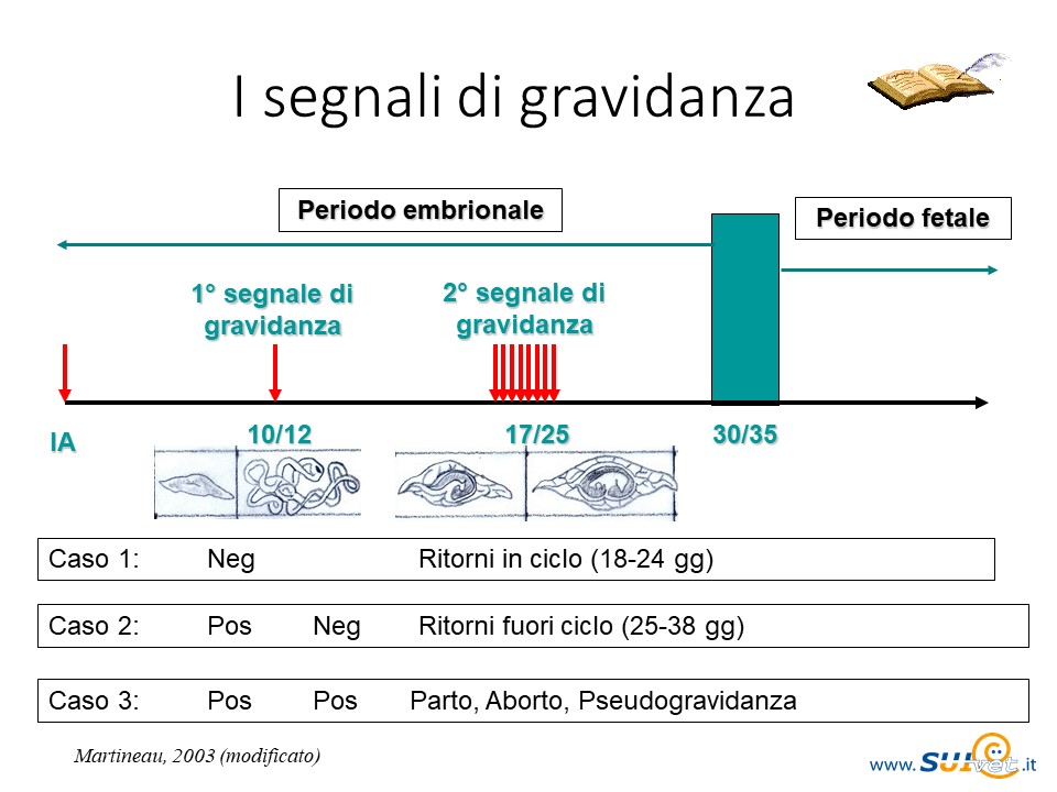 Schema dei segnali in gravidanza