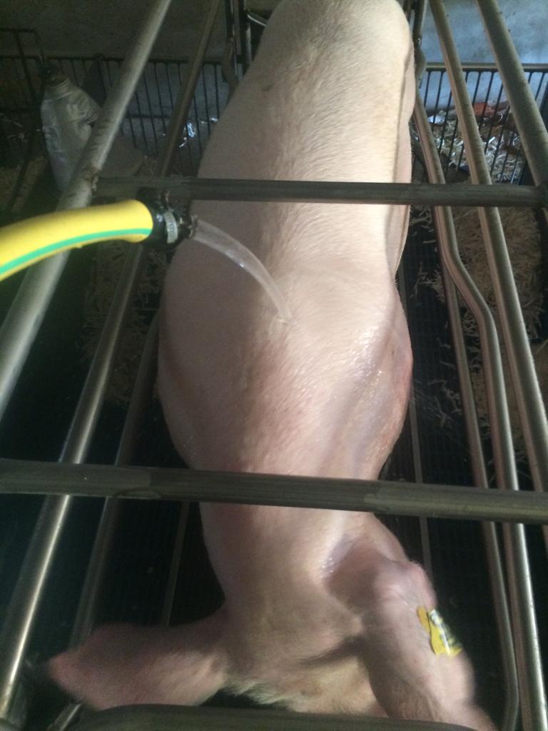 Foto 1: bagnare cmuso e collo della scrofa
