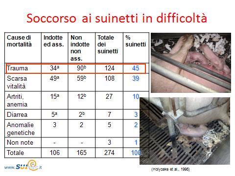 Tavola 3: cause di mortalità dei suinetti nel periparto