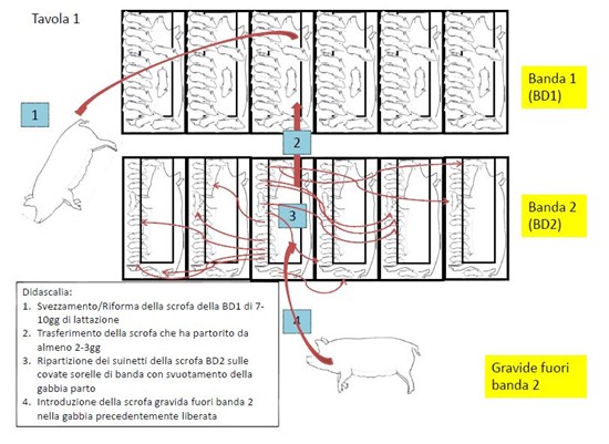 Pig flow: ciclo di spostamento delle scrofe e dei suinetti