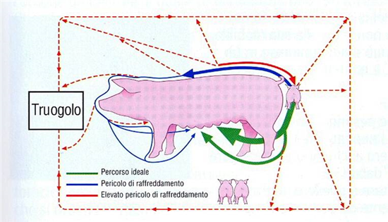 Infografica sui possibili percorsi del suinetto subito dopo la nascita e relativo pericolo di raffreddamento (Rif. Tarocco 2004)