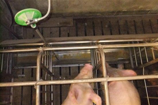 acqua mangiatoia gestazione