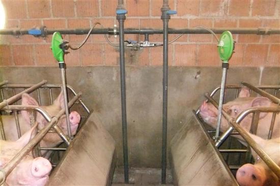 acqua mangiatoia gestazione