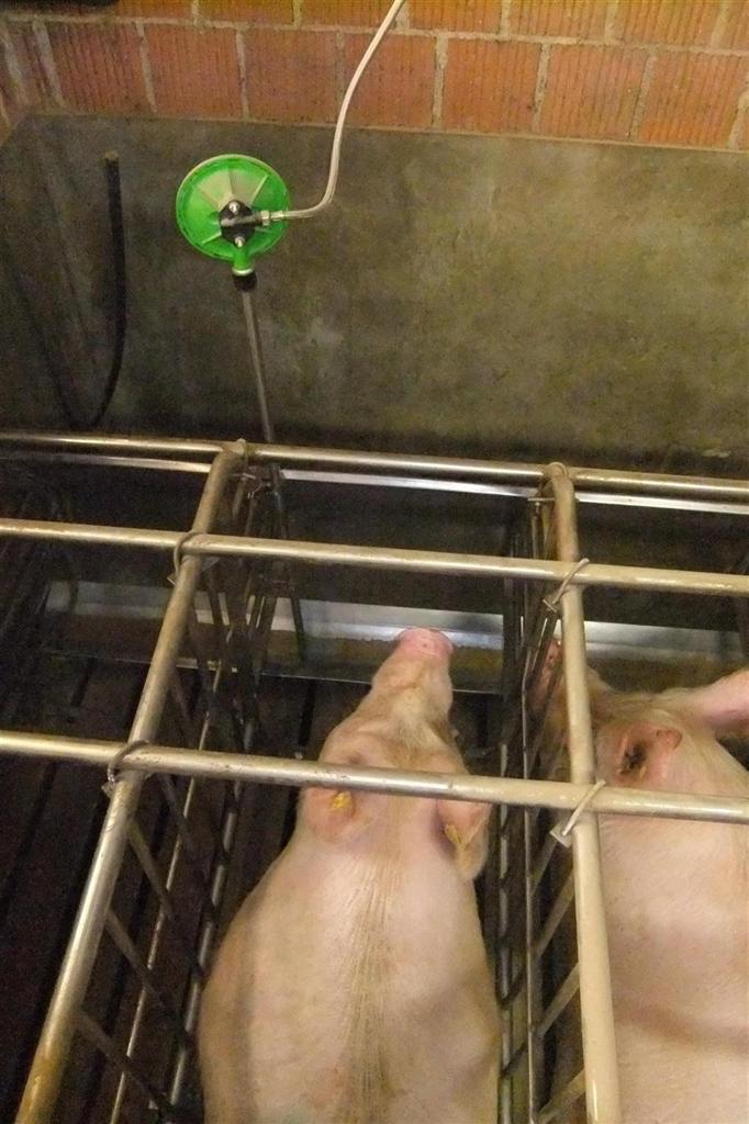 acqua mangiatoia gestazione