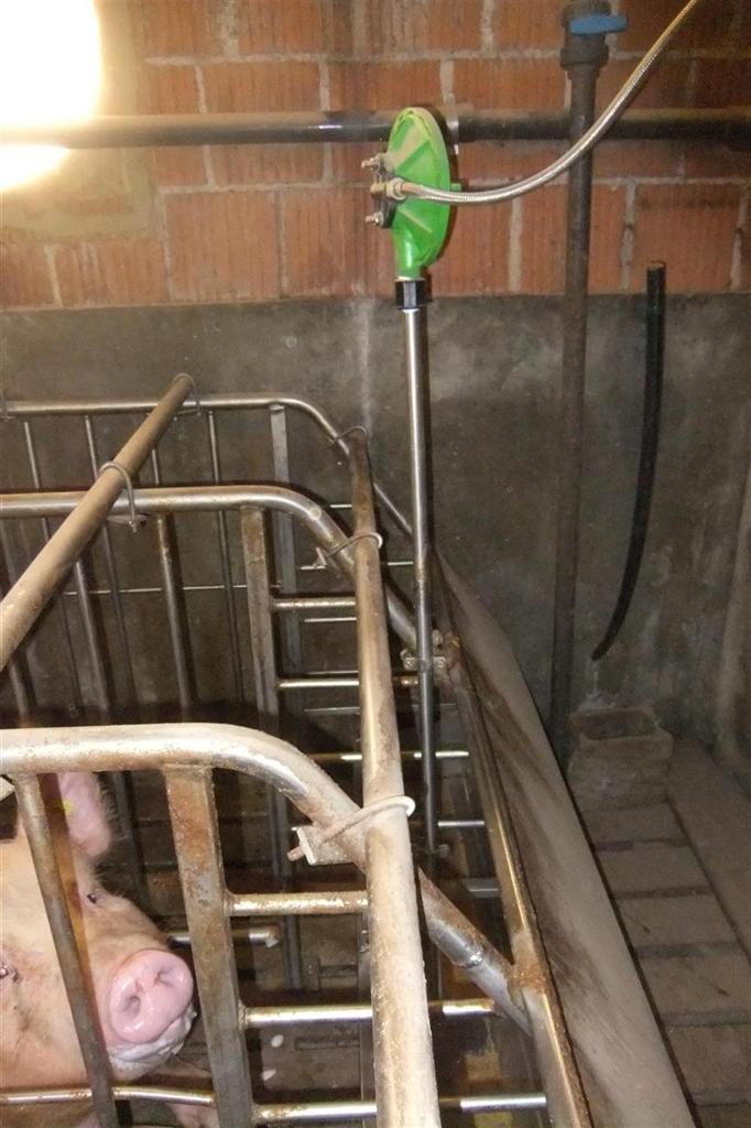 acqua mangiatoia gestazione