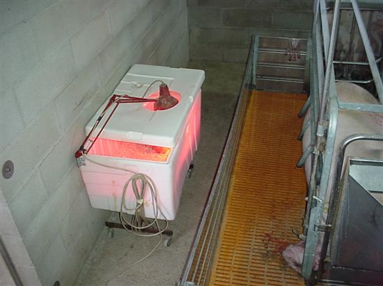 incubatrice