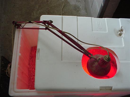 incubatrice