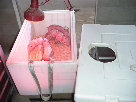 incubatrice