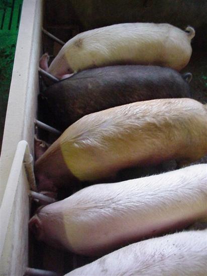 barra alimentazione